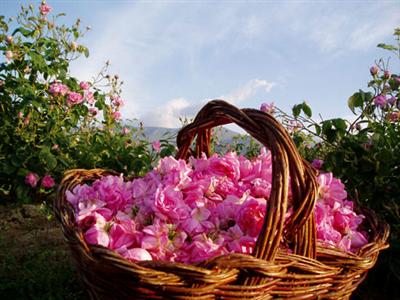 Rose Festival Tour